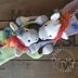 Melly teddy Ragdoll Rainbow Unicorn