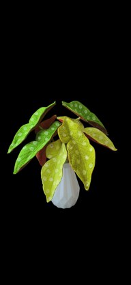 Crochet Polka Dot Begonia plant
