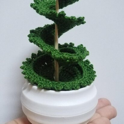 Spiral Spruce Tree