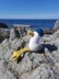 Seagull Crochet Pattern – Amigurumi Bird Plush PDF, Beginner-Friendly