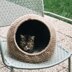 Cat House