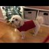 Dog Waffle Stitch Sweater