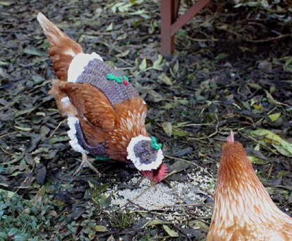 "Christmas Pudding" Chicken Coat With Matching Hat