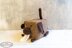 Dog Tissue Box Cover