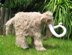 Mammoth Woolly Mammoth