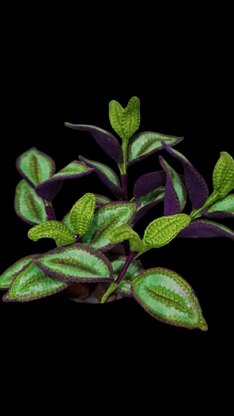 Crochet Tradescantia Zebrina plant