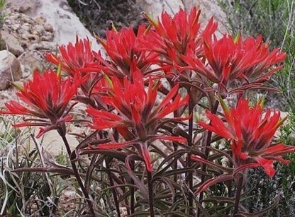 Indian Paintbrush Poncho