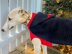 Doggo no 20 Cape