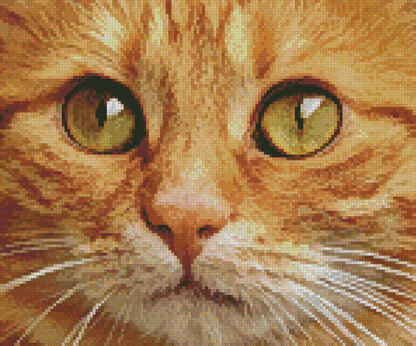 Ginger Cat Close Up