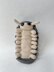 Roly Poly Pill Bug