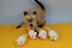 3 Blind Mice Kitten Toy