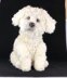 Maltese dog crochet pattern