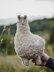 Big curly alpaca toy