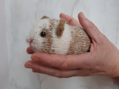 Guinea pig