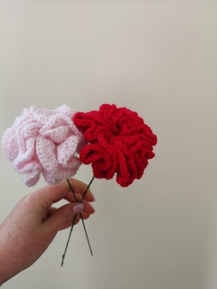 Carnation flower