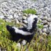 Striped skunk (and mini skunk)