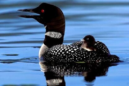 The Loon