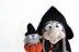 The witch and her little owl