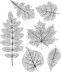 Stampers Anonymous Tim Holtz Cling Stamps 7"X8.5" - Pressed Foliage