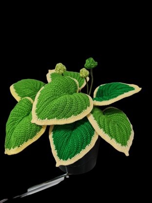 Crochet Hosta plant