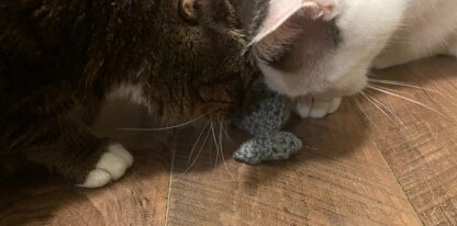 Fish Cat Toy