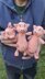 3 in 1 Pig Keychain Amigurumi