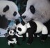 Mother and Baby Panda Toy Animals