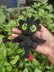 Toothless from How to train your Dragon Amigurumi