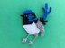 Blue Wren