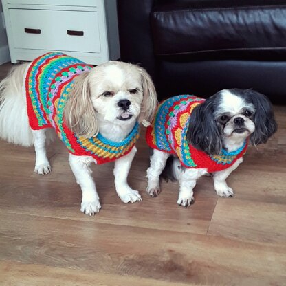 Sandra's dogs in Christmas jumpers