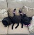 Halloween Crochet Pillow Pattern: Cat Bum, Bat, Spider
