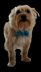 Simple Elegance Pet Bow Tie