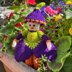 Crocus Flower Doll Knitting Pattern