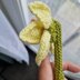 Knitted Daffodil