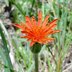 Mountain Dandelion Cape