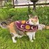 Sun and Moon Cat Sweater