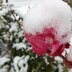 Frost on Roses