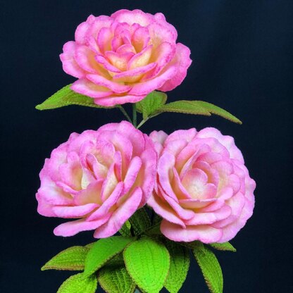 Handel Rose