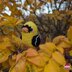 Pocket Birds of North America