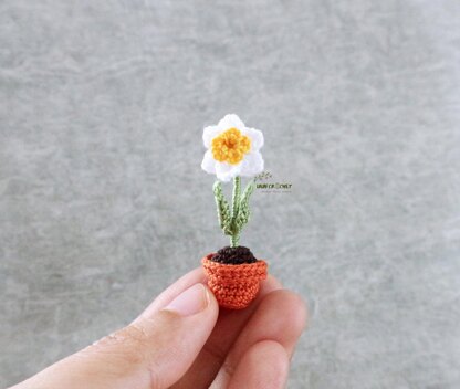 Miniature potted daffodil