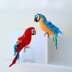 Macaw parrots