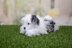 Shih Tzu in James C. Brett Faux Fur - Downloadable PDF