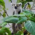 Ring-tailed lemur