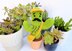Curtis the Cactus