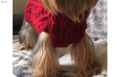 Red Wine Cabled Dog Sweater