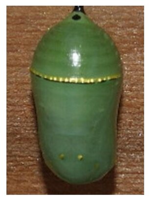Jajowati (egg shaped)
