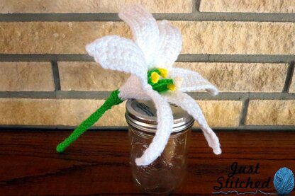 Easter Lily / November Lily