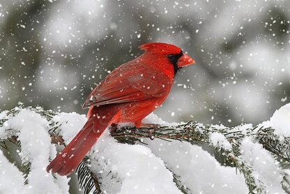 Cardinal Coat and Hat