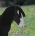 Stablemates Clydesdale Horse