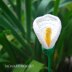 Crochet Calla Lily